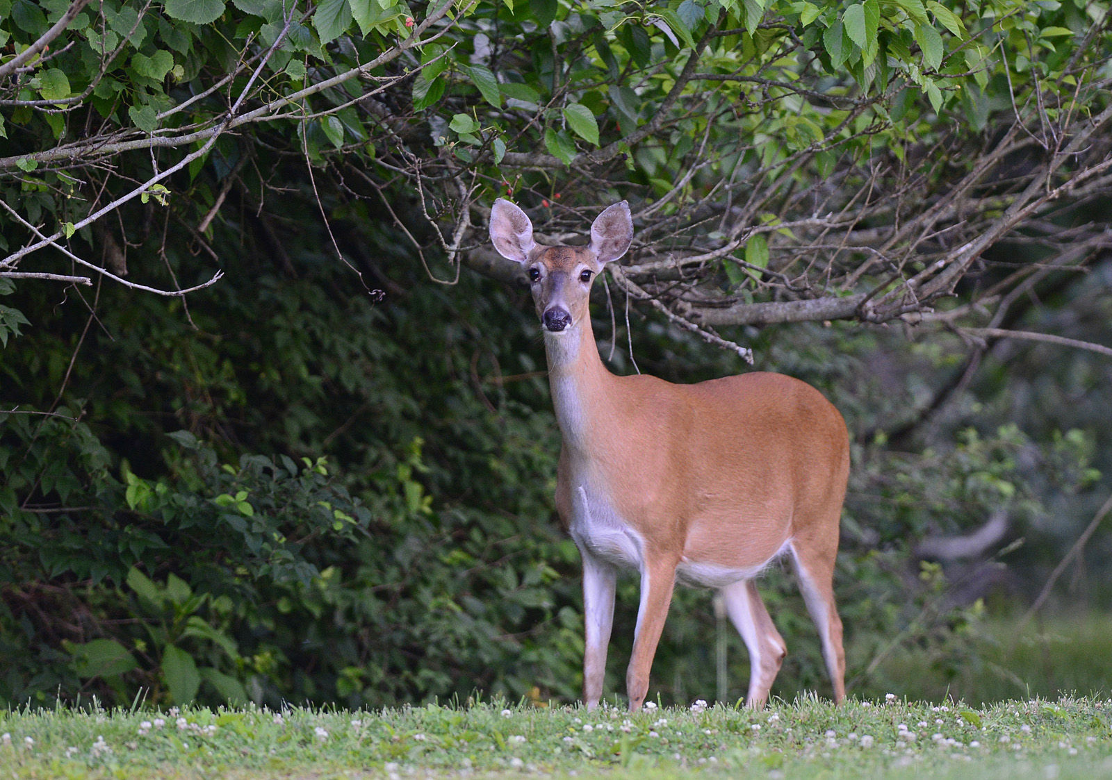 061415-nws-outtakes-deer.jpg